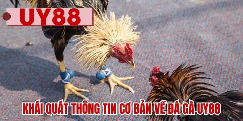 Khái quát thông tin cơ bản về đá gà UY88